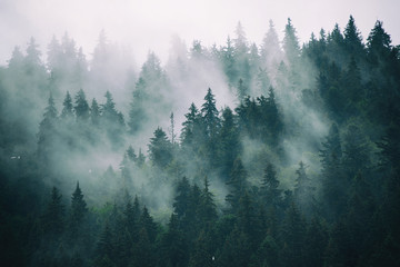 Misty landscape with fir forest in hipster vintage retro style