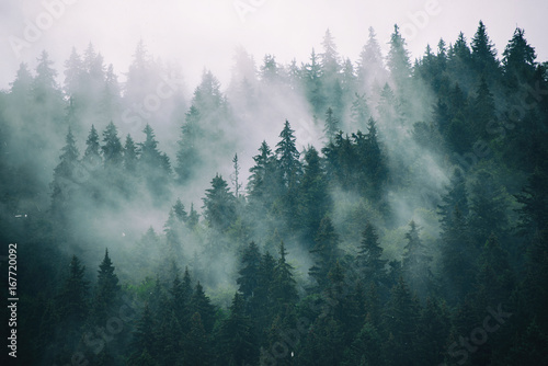 Misty landscape with fir forest in hipster vintage retro style photo