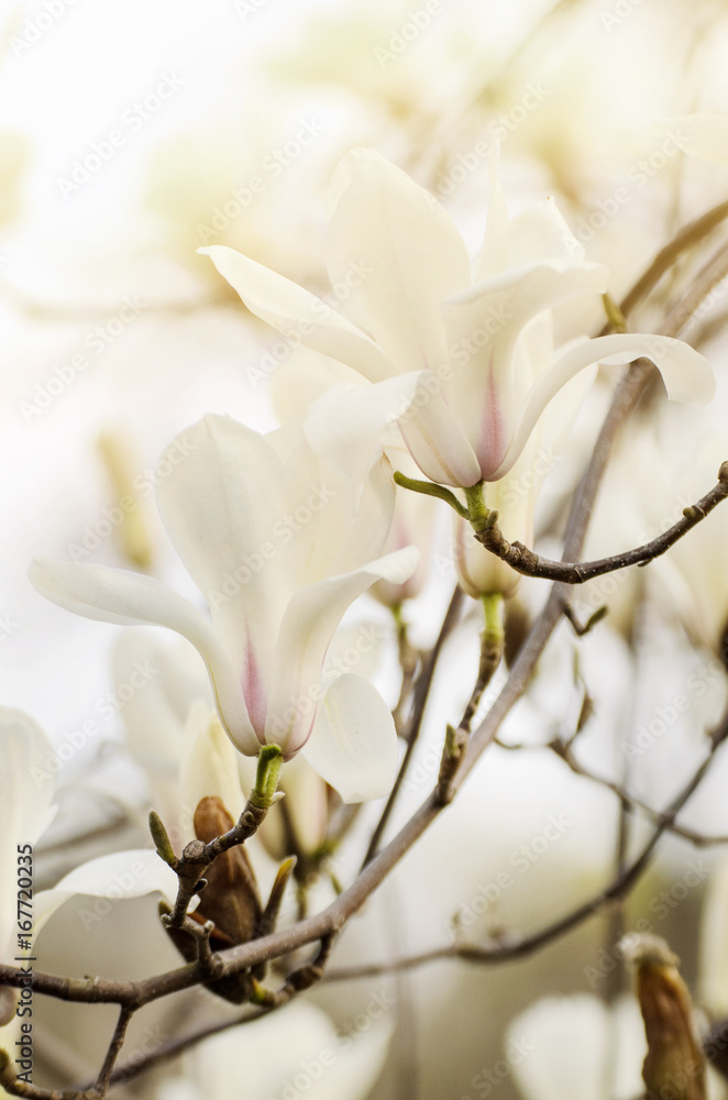 Fototapeta premium Blossoming of magnolia white flowers in spring time, retro vintage hipster image