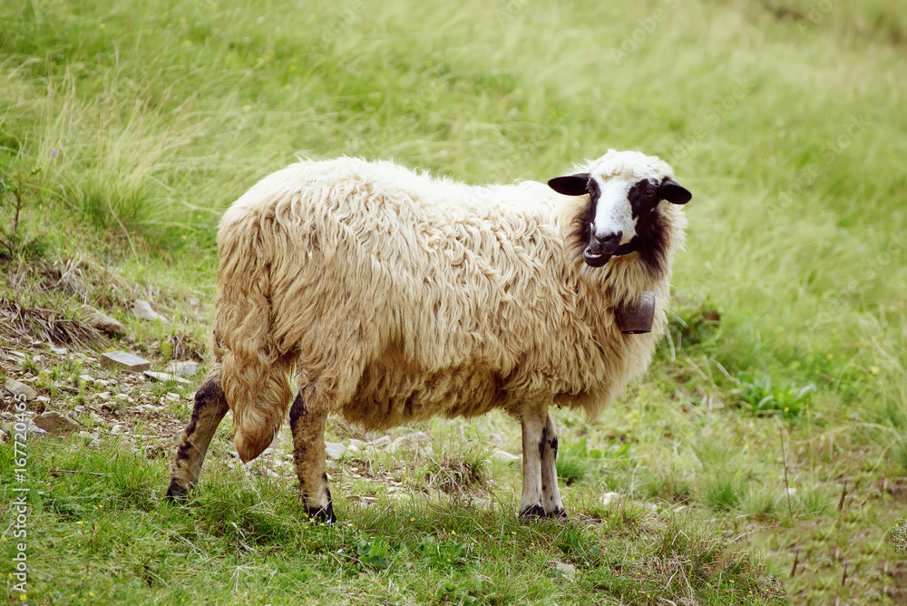 Single white sheep grazing at green meadow, natural agriculture background Single white sheep grazing at green meadow, natural agriculture background