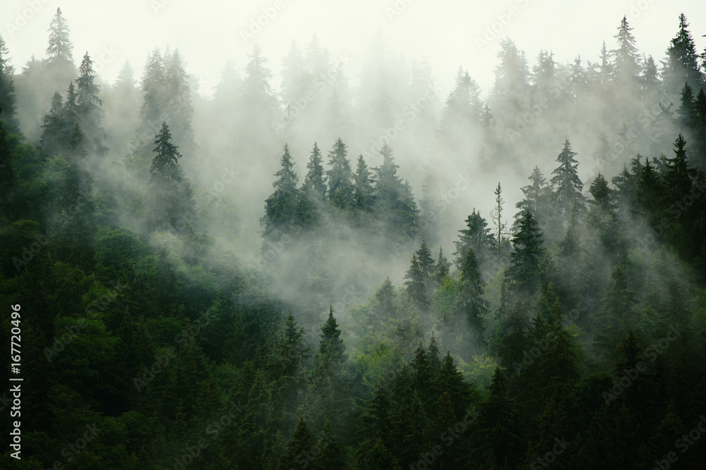 Fototapeta Las we mgle jodły