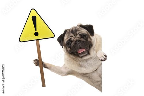 smiling pug puppy dog holding up yellow warning, attention sign with exclamation mark, isolated on white background