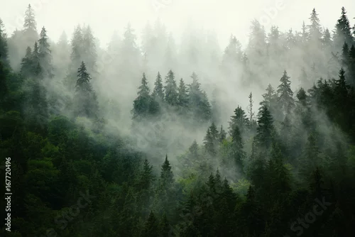 Panel kuchenny z motywem Misty landscape with fir forest in hipster vintage retro style