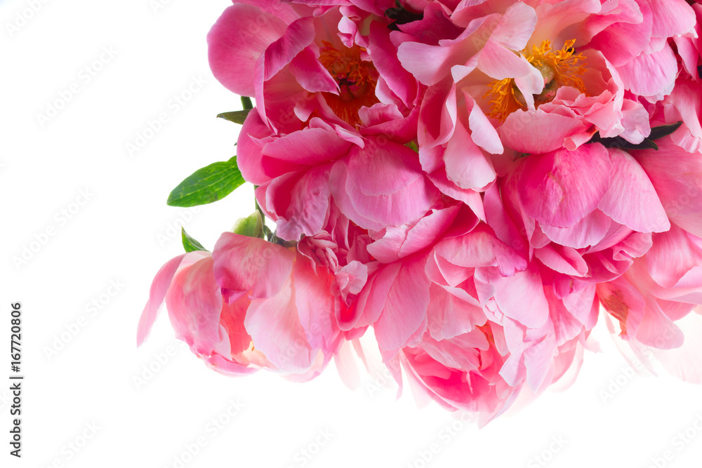 Fresh dark pink peony blooming flower bouquet close up isolated on white background Fresh dark pink peony blooming flower bouquet close up isolated on white background