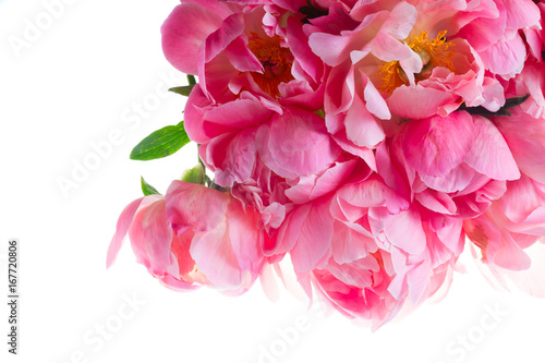 Fresh dark pink peony blooming flower bouquet close up isolated on white background