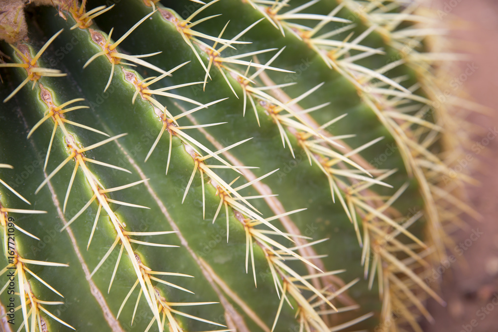 Cactus needles
Cactus needles