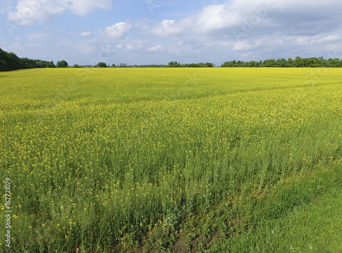 Field of flowering rape. Rape  a syderatic plant with yellow flowers. Field with siderates.