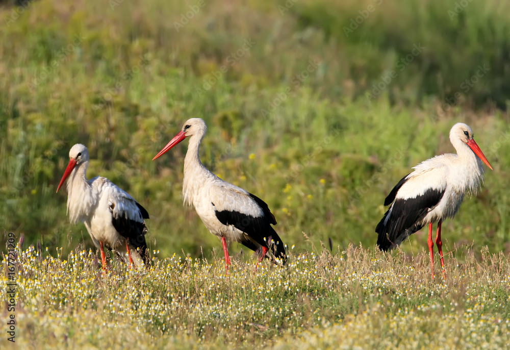 Group of white storks on the field. Nice blurry background