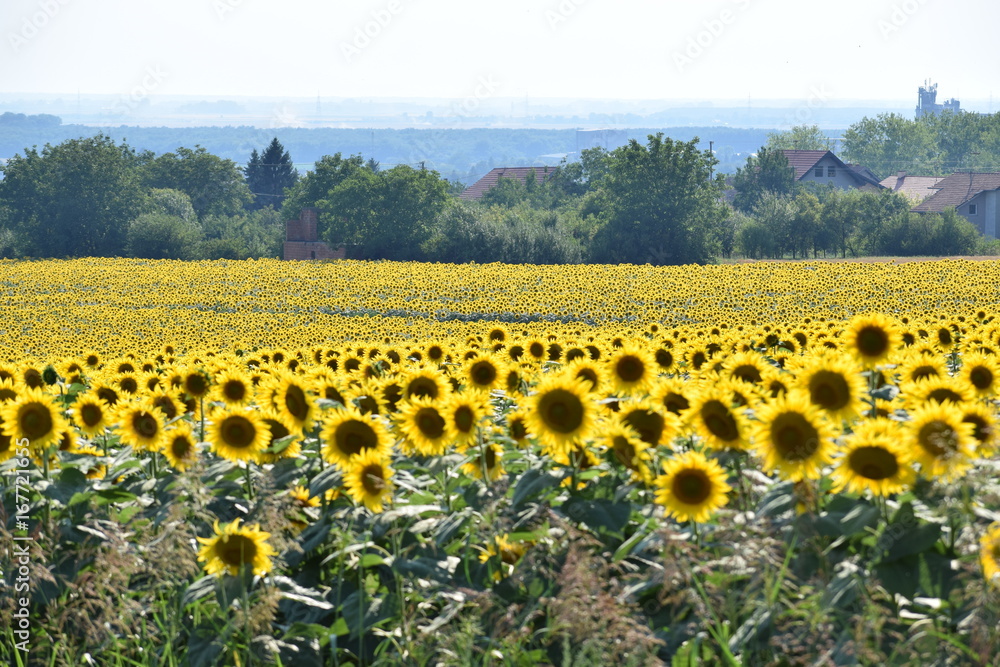 Fototapeta premium sunflower