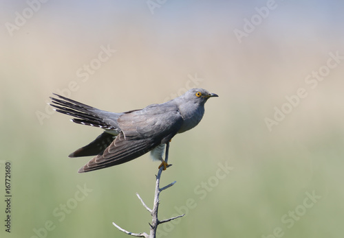 Common cuckoo on the branch. Nice blurry background
