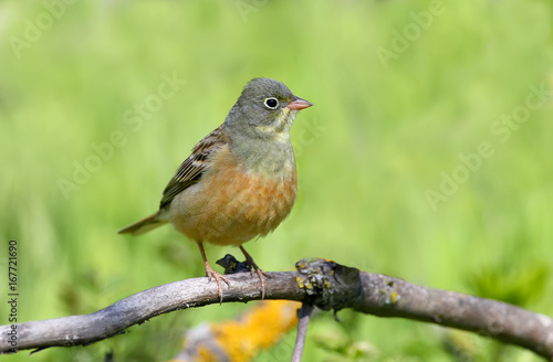Ortolan bunting on the branch. Nice green background