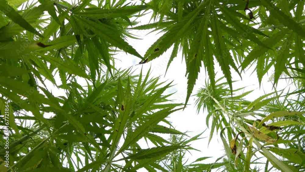 cannabis on a farm dancing in the wind