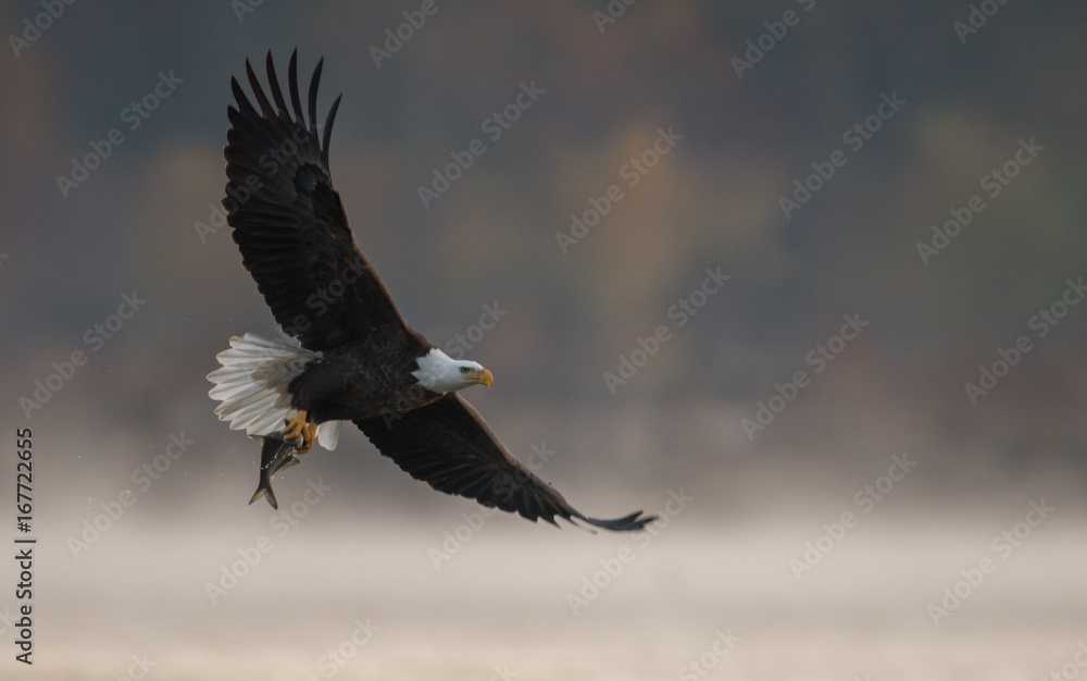 Fototapeta premium Bald Eagle