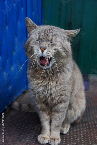 Fototapeta Naklejka Na Ścianę i Meble -  серый кот зевает сидя возле дверей дома