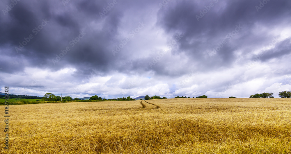 Dark clouds over a wheat field in Ireland. Dark clouds over a wheat field in Ireland.