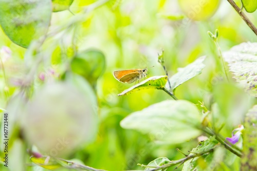 Butterfly sitting on plant