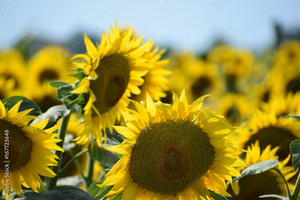 Fototapeta premium sunflower