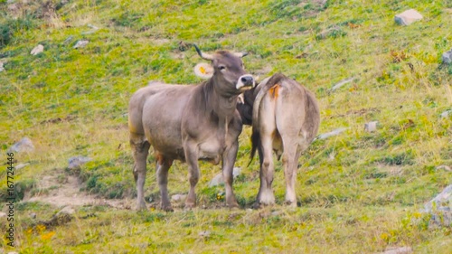 Wallpaper Mural Alpine cows in a green summer mountain field Torontodigital.ca