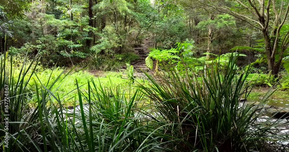 Stairs in the bush with water stream crossing the way. Stairs in the bush with water stream crossing the way.