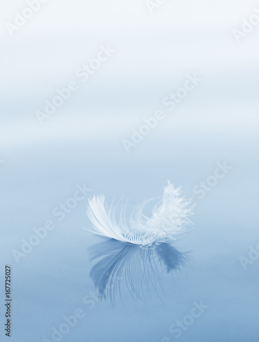 downy feather on a water surface