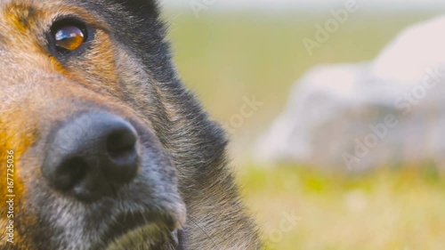 Cute Wolf Dog Moving Head Towards Camera in a Mountain Landscape