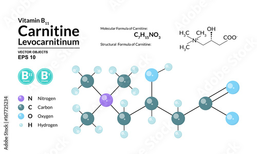 Structural chemical molecular formula and model of Carnitine. Atoms are represented as spheres with color coding isolated on background. 2d, 3d visualization and skeletal formula. Vector illustration