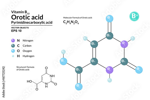 Structural chemical molecular formula and model of Orotic acid. Atoms are represented as spheres with color coding isolated on background. 2d, 3d visualization and skeletal formula. Vector formula