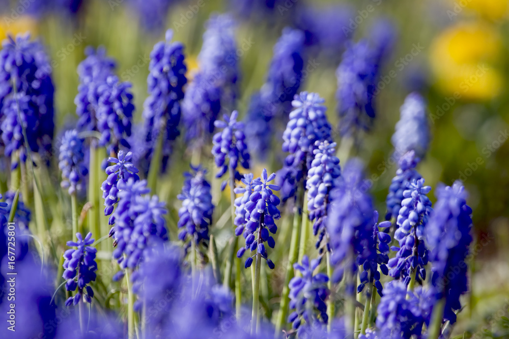Fototapeta premium Traubenhyazinthen im Weinberg