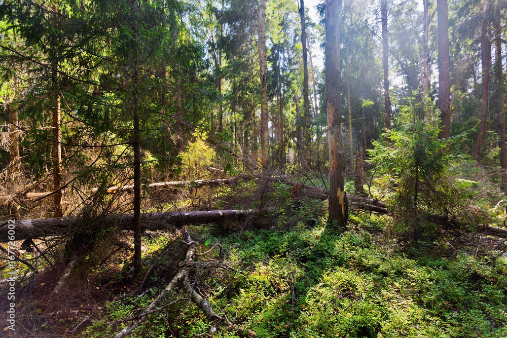 Obraz premium Summer forest