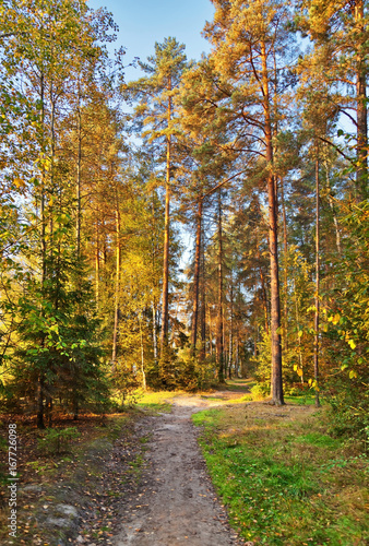 Path in the autumn park © Kushch Dmitry