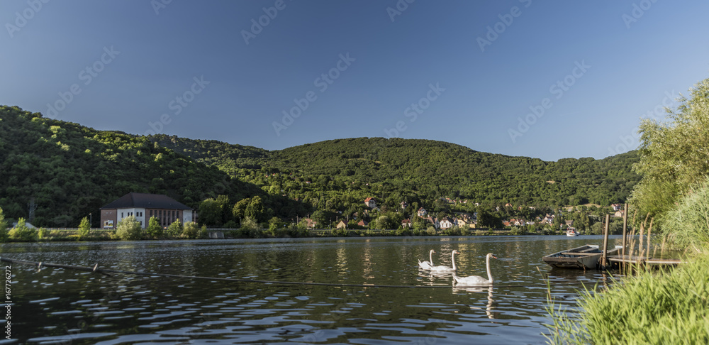 Swans near port in Cirkvice village