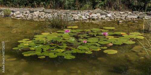 Fototapeta Naklejka Na Ścianę i Meble -  Small pond with water lily and green grass