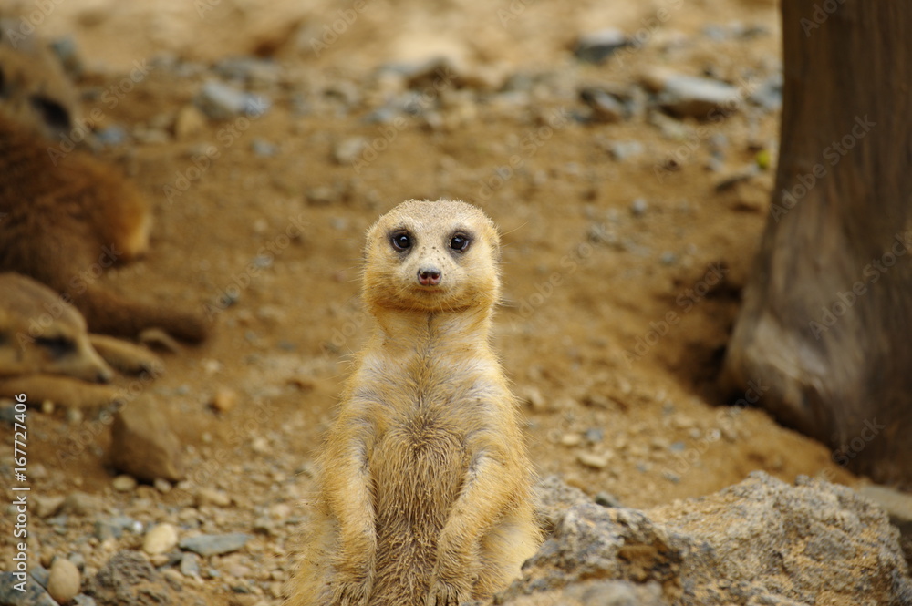 Obraz premium 見張り番のミーヤキャット