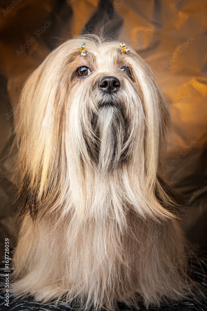 Naklejka premium Lhasa-apso. Dog sitting on its hind legs.