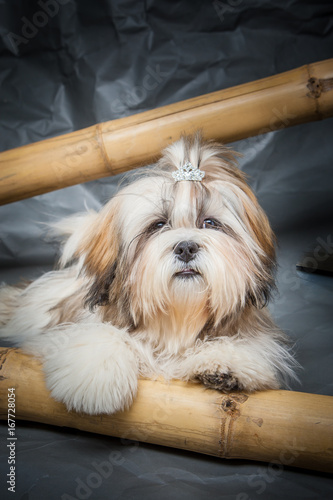 Lhasa-apso. Dog lying on th...