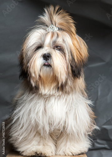 Lhasa-apso. Dog sitting on ...