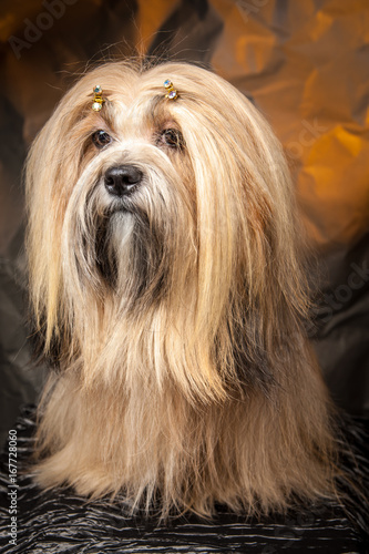 Lhasa-apso. Dog sitting on ...