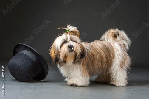 A dog with a black hat. Lha...
