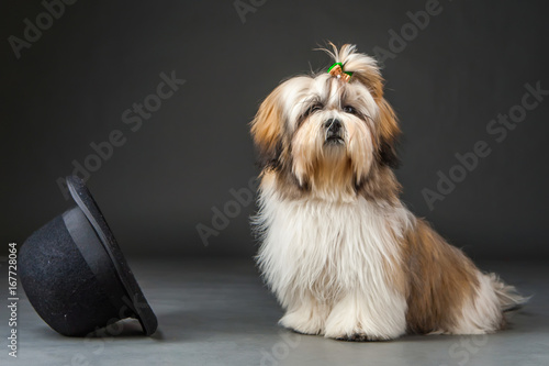 A dog sitting next to a bla...