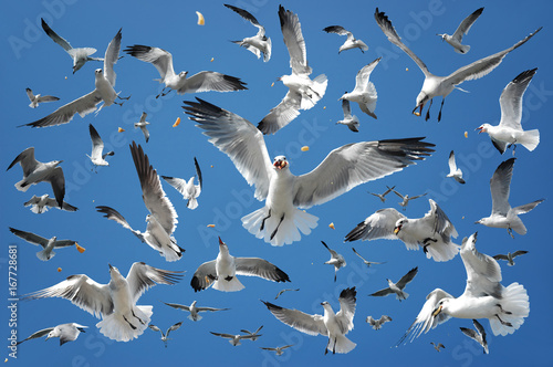 Obraz na płótnie Flock of birds (seagulls) catching their food in the air