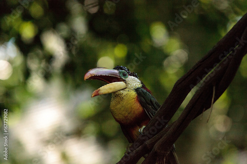 Curl-crested Aracari called Pteroglossus beauharnaesii photo