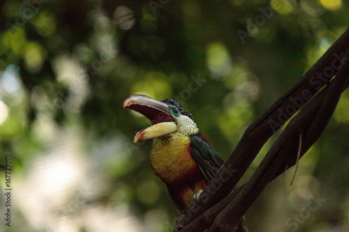 Curl-crested Aracari called Pteroglossus beauharnaesii photo