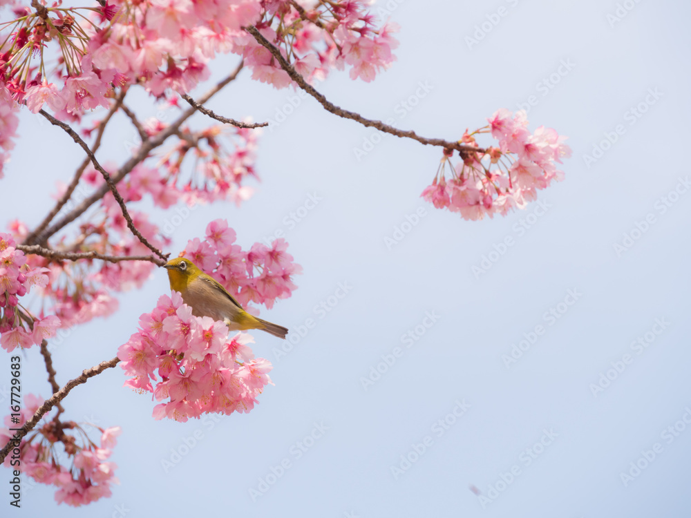Obraz premium メジロと桜