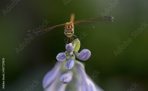 Dragonfly sitting on top of a hosta flower