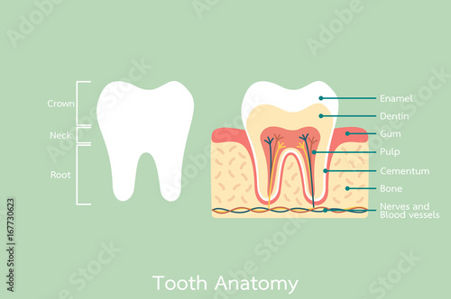 healthy tooth anatomy with word