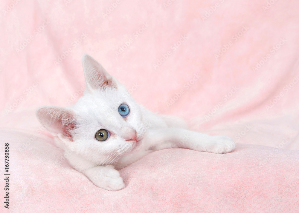 One cute white kitten with heterochromia, or odd-eyed. one blue and one greenish brown. Laying on a textured pink blanket sideways looking at viewer.