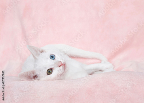 One cute white kitten with heterochromia, or odd-eyed. one blue and one greenish brown. Laying on a textured pink blanket sideways looking at viewer.