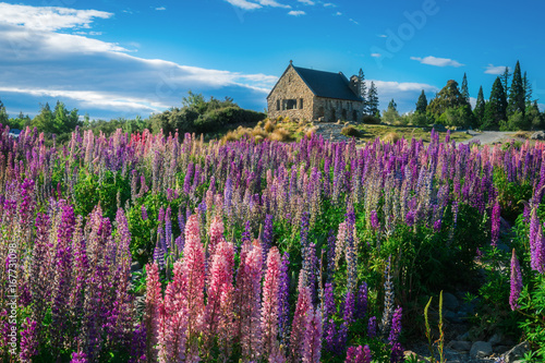 Church of the Good Shepherd and Lupine Field, Lake Tekapo photo