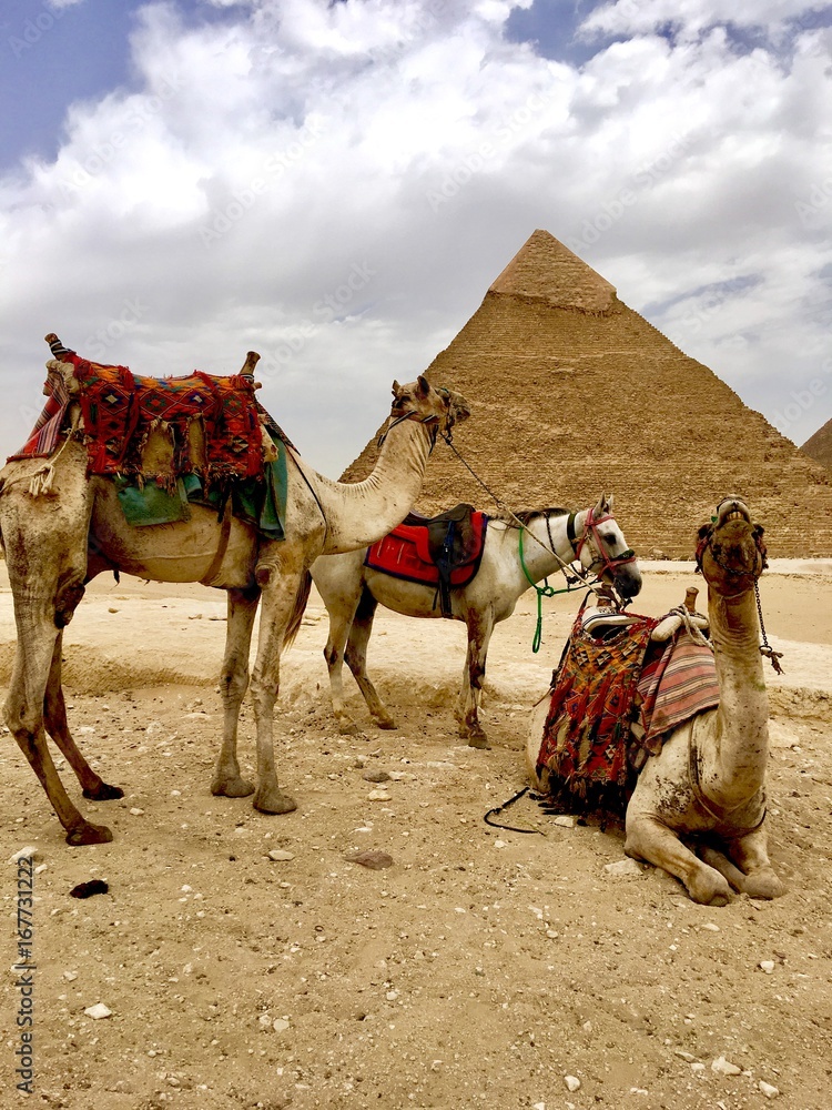 Fototapeta premium Camels and Great Pyramids of Giza . Egypt 