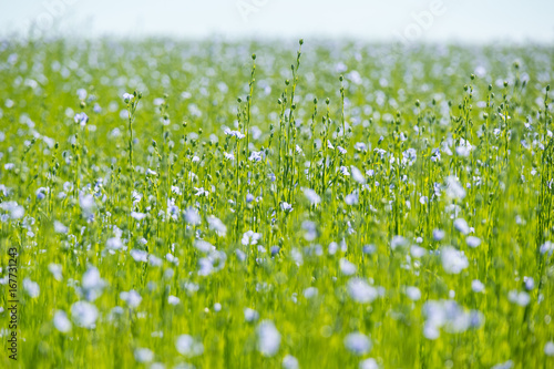 Large field of flax in bloom in spring